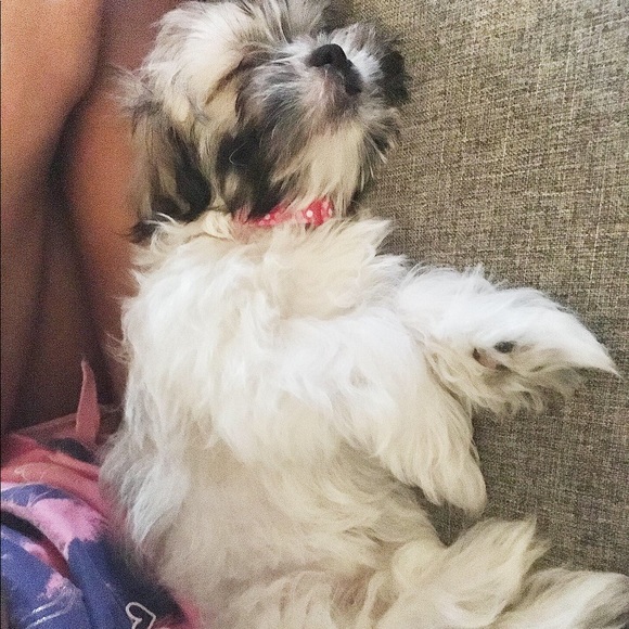 Meet your Posher, Hong - Picture 7 of 8